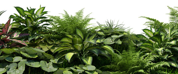3D render tropical plant foreground on transparent background