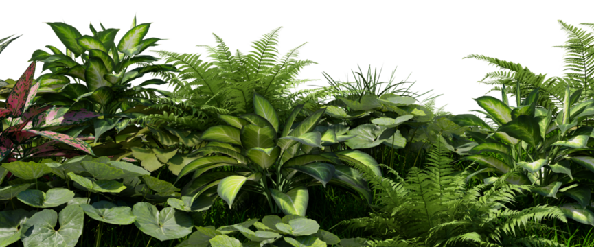 3D render tropical plant foreground on transparent background