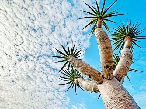 Top View Tropical Palm Trees Garden Jukka in Front on Blue Sky With White Clouds Background