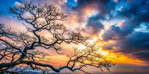 Obraz premium Stark Winter Branches: Gray Sky, Copy Space, Nature Photography