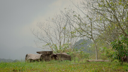 Green tropical forests in the dry season retain most of their greenery, even though rainfall decreases.