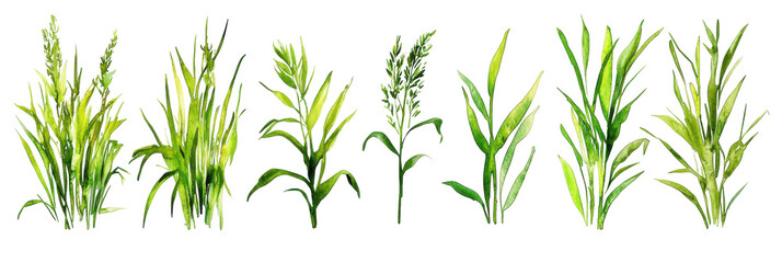 Watercolor grass illustrations nature botanical art greenery close-up view translate background concept