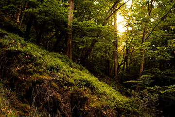 sun int the forest