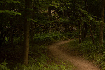 path in the woods