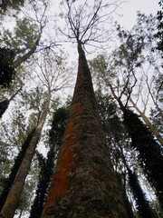 Fototapeta premium tree in the woods