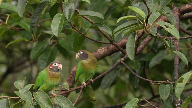 Tropic bird Brown-hooded Parrot, Pionopsitta haematotis, Mexico, green pair parrot with brown head. Detail close-up portrait of two bird from Central America. Wildlife love scene from tropical nature