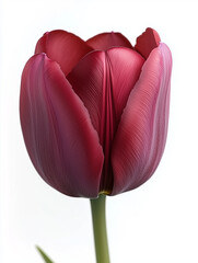 Vibrant red tulip isolated on white background, perfect for botanical and floral photography