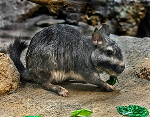 Plains viscacha eats salad on the ground. Latin name - Lagostomus maximus
