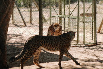 Wild cat Cheetah in one of african nature reserves before feeding