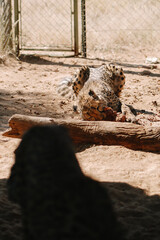 Wild cat Cheetah feeding in one of african nature reserves in Namibia
