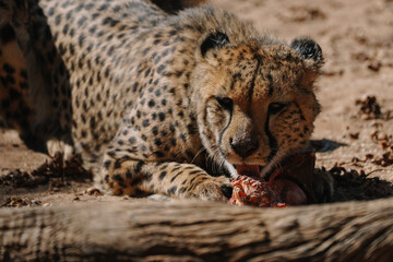 Wild cat Cheetah feeding in one of african nature reserves in Namibia