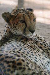Wild cat Cheetah lying down after feeding in one of african nature reserves after feeding