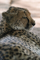 Wild cat Cheetah lying down after feeding in one of african nature reserves after feeding