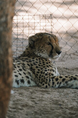 Wild cat Cheetah lying down after feeding in one of african nature reserves after feeding