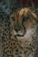 Wild cat Cheetah in one of african nature reserves before feeding