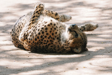 Wild cat Cheetah lying down after feeding in one of african nature reserves after feeding