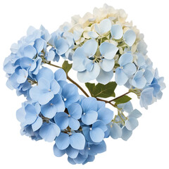 A vibrant blue hydrangea blossom bouquet shows spring's floral beauty, blue hydrangea flowers, bouquet of blue flowers