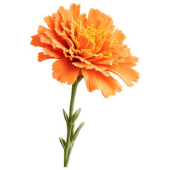 A single orange gerbera daisy blossom, isolated on white, showcases its vibrant beauty, orange gerber daisy, orange gerber flower isolated on white, orange gerber daisy isolated on white