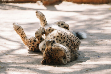 Wild cat Cheetah lying down after feeding in one of african nature reserves after feeding