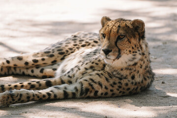 Wild cat Cheetah lying down after feeding in one of african nature reserves after feeding