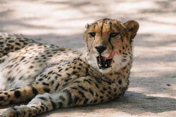 Wild cat Cheetah lying down and licking itself after feeding in one of african nature reserves after feeding