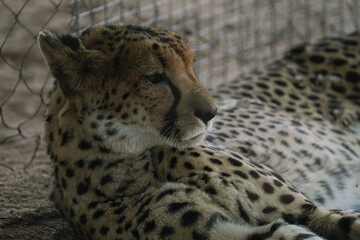 Wild cat Cheetah lying down after feeding in one of african nature reserves after feeding