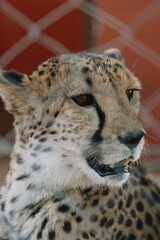 Wild cat Cheetah in one of african nature reserves before feeding