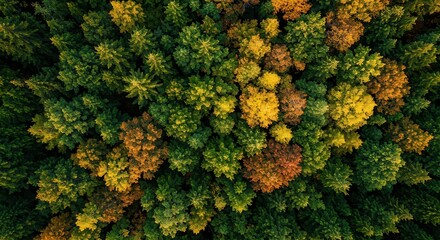 Naklejka premium Aerial View of Colorful Autumn Forest Canopy with Vibrant Foliage