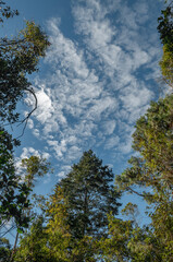 pine forest with a cirrus sky in vivid, natural colors of blues and greens.