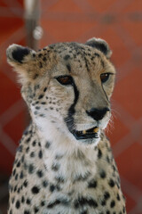Wild cat Cheetah in one of african nature reserves before feeding