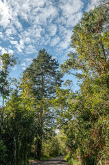 pine forest with a cirrus sky in vivid, natural colors of blues and greens.