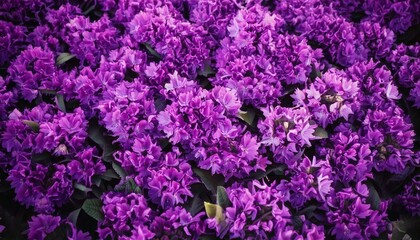 Beautiful Purple Flower Background