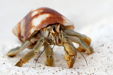 Galapagos Hermit Crab