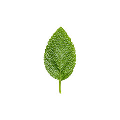 Obraz premium Fresh Mint Leaf Isolated on White Plate with Minimalist Background