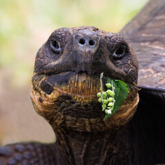 Santa Cruz Giant Tortoise feeding on some berries - Santa Cruz Island, Galápagos
