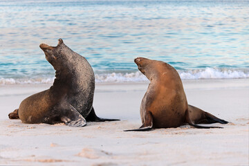 Galápagos Sea Lions trying to exert their dominance