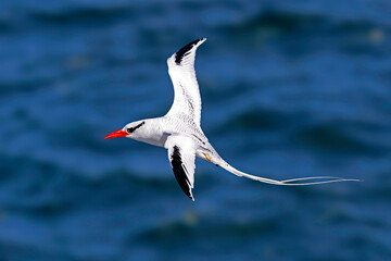 Red-billed Tropicbird in flight - Galapagos Islands