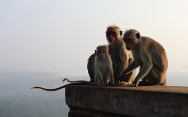 Famille de macaque à toque - Sri Lanka