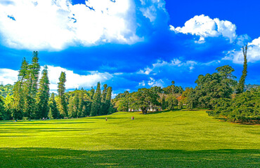 summer landscape with trees and blue sky