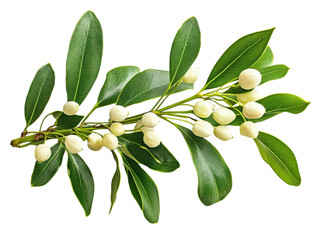 Obraz premium A close-up of a branch with green leaves and white berries, symbolizing nature's beauty.