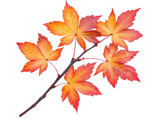 A vibrant autumn leaf branch showcasing brilliant red and orange hues.