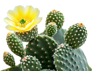 A vibrant cactus with a stunning yellow flower, showcasing nature's beauty and resilience.