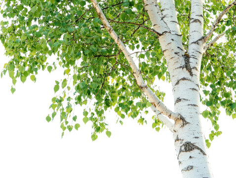A vibrant close-up of a birch tree with fresh green leaves against a clear background.