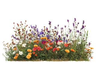 A vibrant display of colorful flowers in full bloom, showcasing nature's beauty.