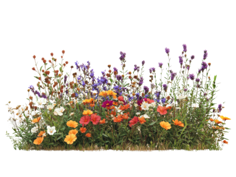 A vibrant display of colorful flowers in full bloom, showcasing nature's beauty.