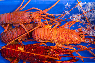 Fresh lobsters at bustling thailand fish market in vibrant blue water