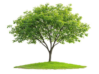 A vibrant green tree standing on a grassy hill, symbolizing nature's beauty and tranquility.