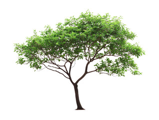Obraz premium A vibrant green tree with a thick trunk and lush foliage standing against a white background.