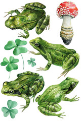 Forest frogs, green shamrock, amanita mushroom, nature wildlife watercolor, detailed botanical hand-painted illustration