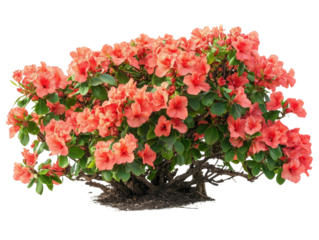 Vibrant azalea bush with striking coral flowers in full bloom, enhancing any garden.
